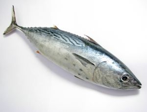 tuna-1145070-m